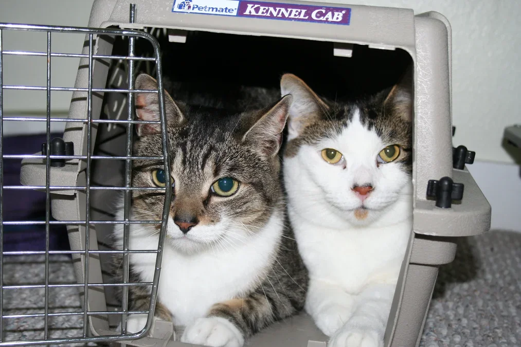 У кого кот толще: как относятся к перевозке животных авиакомпании мира |  Ассоциация Туроператоров