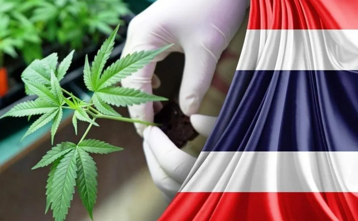 Тайланд марихуана тайланд марихуана