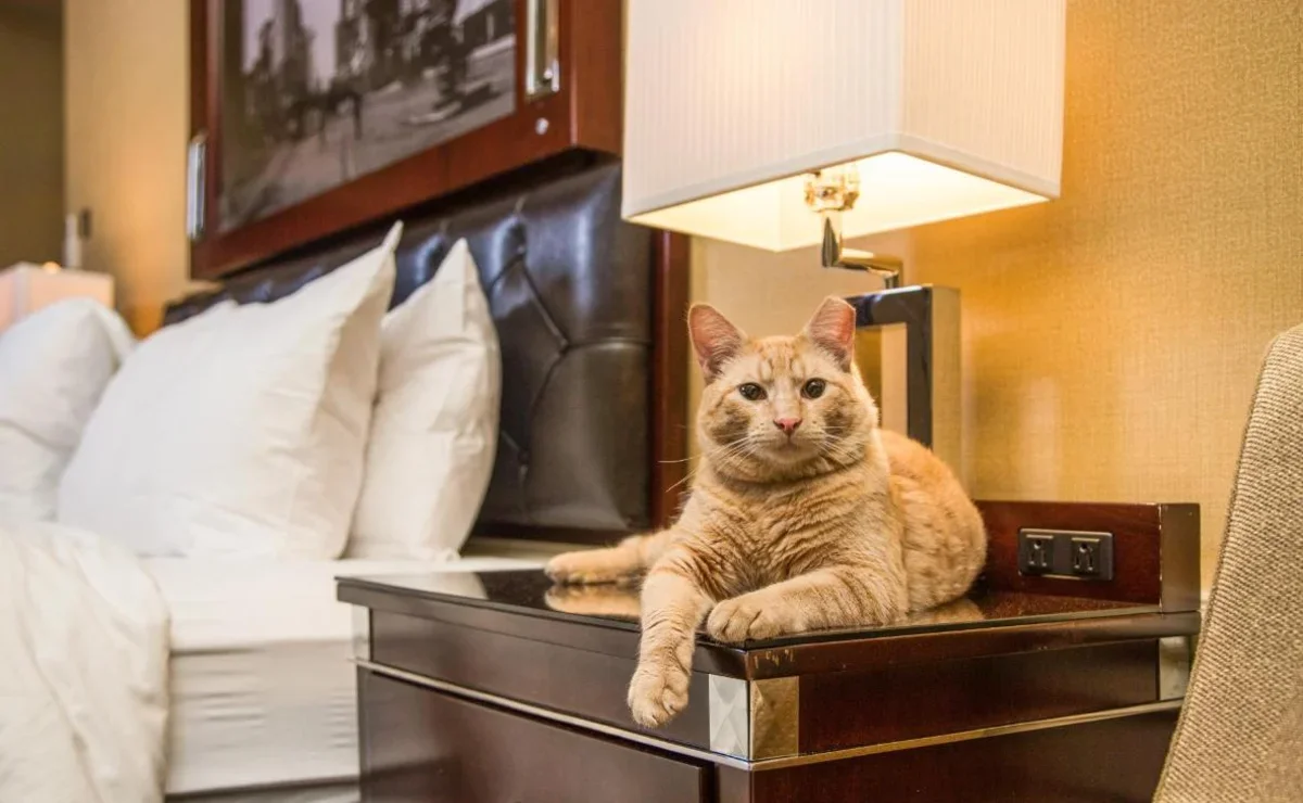 В каких отелях Краснодарского края разрешено проживание с домашними животными